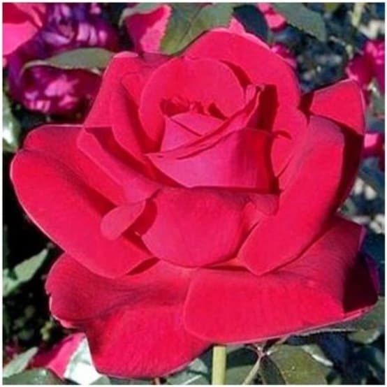 Rosier liane rose (ROSIER LIANE) Le pot de 3 litres 100% recyclé