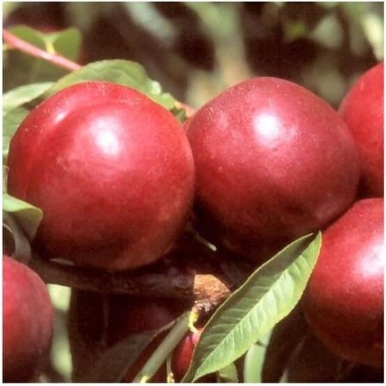 Pêcher brugnon autofertile 'Morton' - Pot de 15 litres - Gamm vert