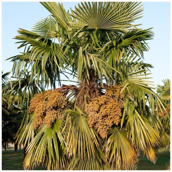 Trachycarpus : planter et cultiver – PagesJaunes