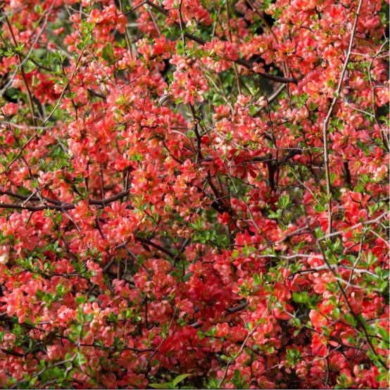 Cognassier du Japon Mango Storm® Pot de 5 litres Gamm vert