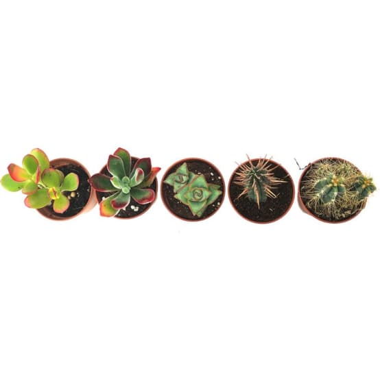Kit de 5 succulentes N°4 - Plante grasse extérieur