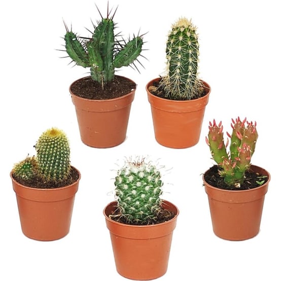 KIT de 5 Mini-Cactus N°1 - Gamm vert