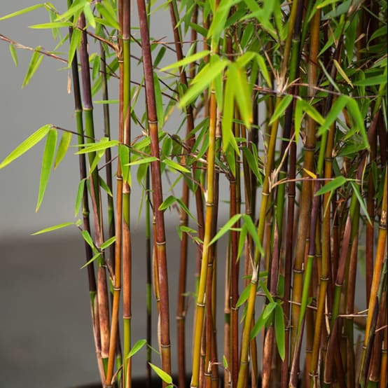 Haie de bambous : plantation, taille - Gamm vert