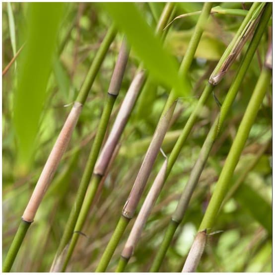 Bambou non traçant : Fargesia rufa - Image 5