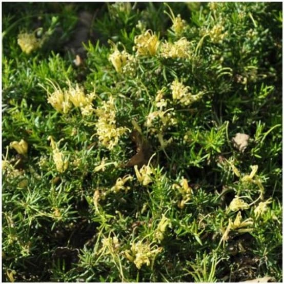 Grévilléa 'Aurea' Pot de 4 litres Gamm vert