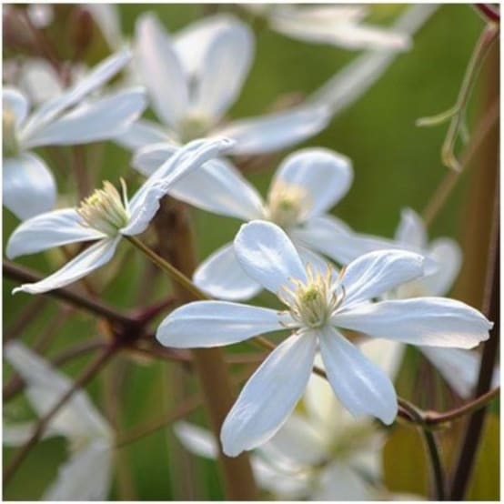 Clématite armandii 