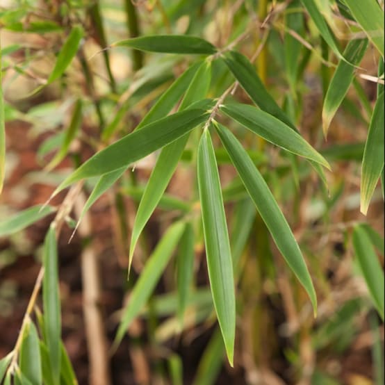 Bambou Fargesia Campbell - Vente en ligne de plants de Bambou