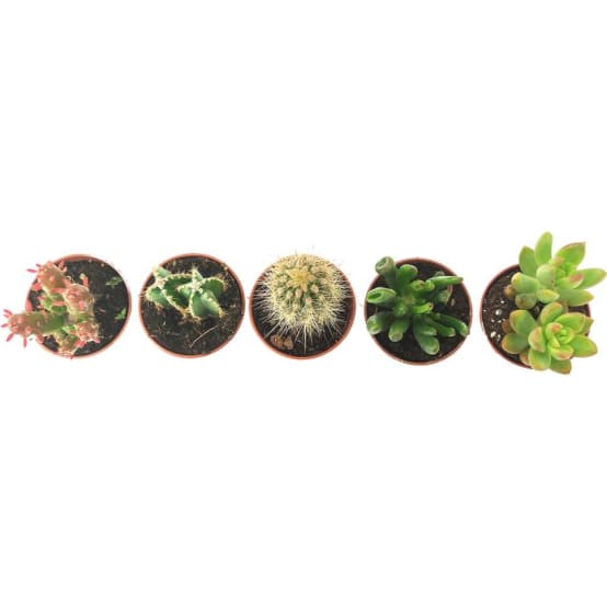Kit de composition-5 plantes succulentes
