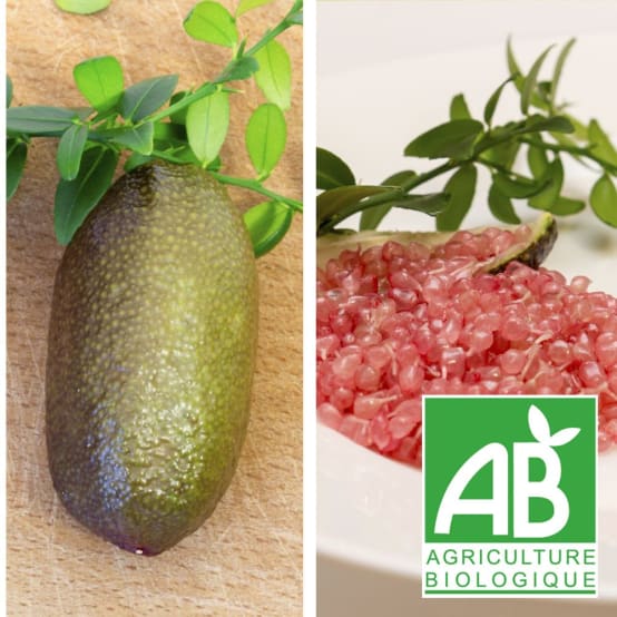 Citronnier caviar Rose Bio Pot de 3 litres Gamm vert