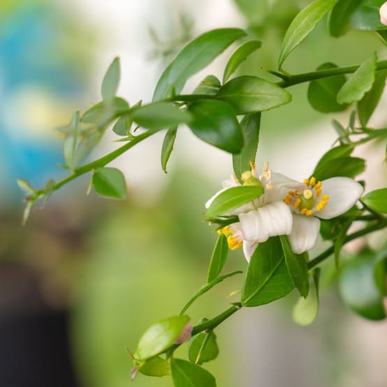 Citronnier caviar Rose Bio Pot de 3 litres Gamm vert