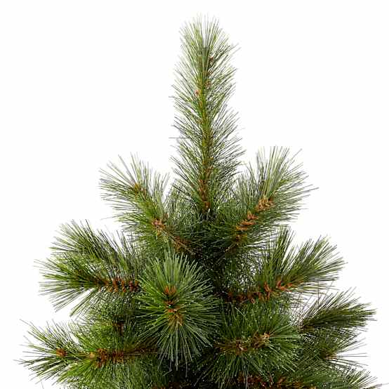 Sapin Huez H.300 cm - ECLOZ – Image 5