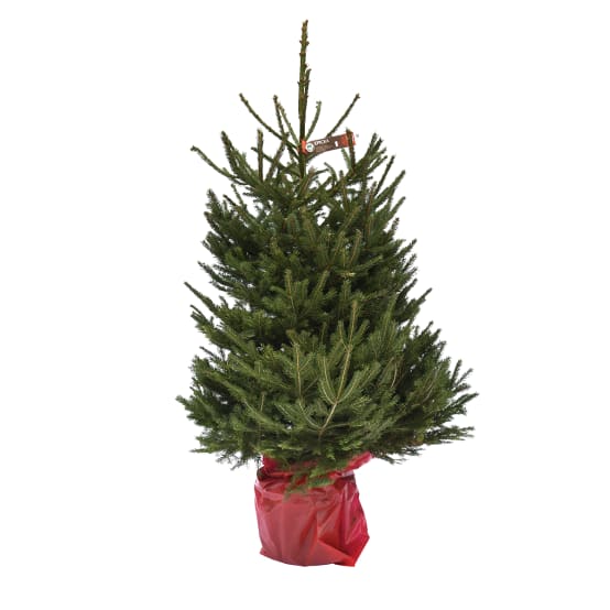 Sapin de Noël Nordmann 80/100cm + croisillon Ctr Enterre Gamm vert