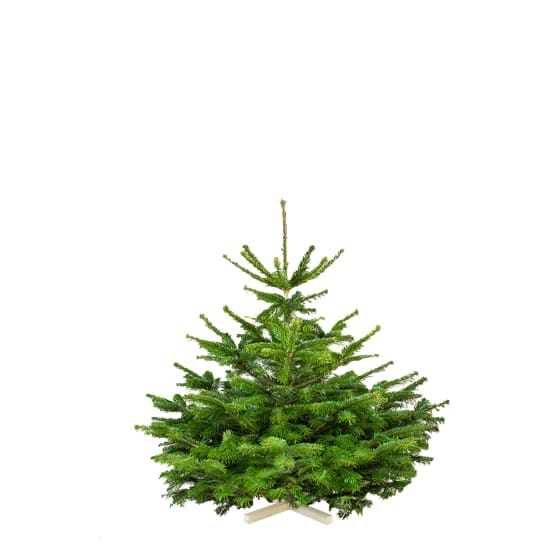 Sapin de Noël Nordmann 80/100cm + croisillon Cpe Perce Gamm vert
