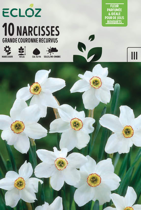 Les Fleurs De Narcisse Calanthinus Sont De Couleur Jaune Et Blanc Et De 15 A 20 Cm De Hauteur Vintage Dessin Ou Gravure Illustration T60228