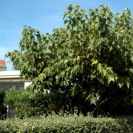 Mûrier platane stérile 'Fruitless' - C15L - Gamm vert