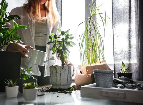 GroBuddy Améliorez l'entretien de vos plantes : insert de pot à arrosage  automatique, réservoir d'eau, système d'arrosage automatique pour pots,  obtenez l'entretien des plantes avec l'arrosage : : Jardin