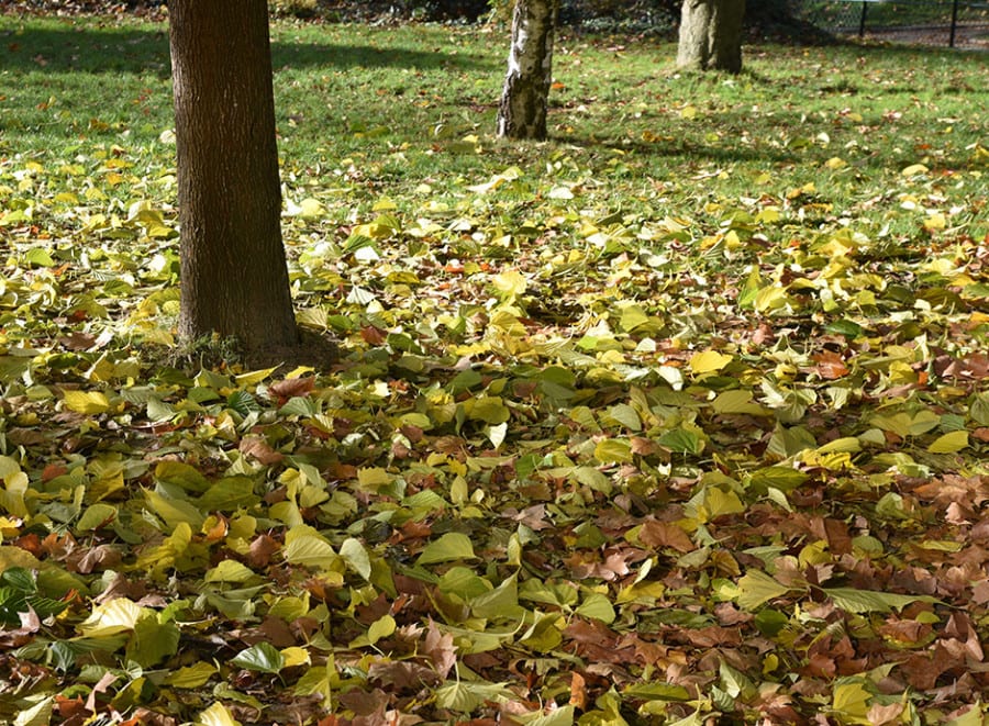 Les feuilles mortes se ramassent - Gamm vert