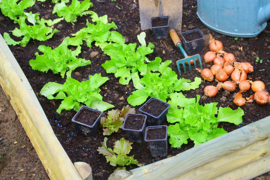 Kit de jardinage légumes insolites