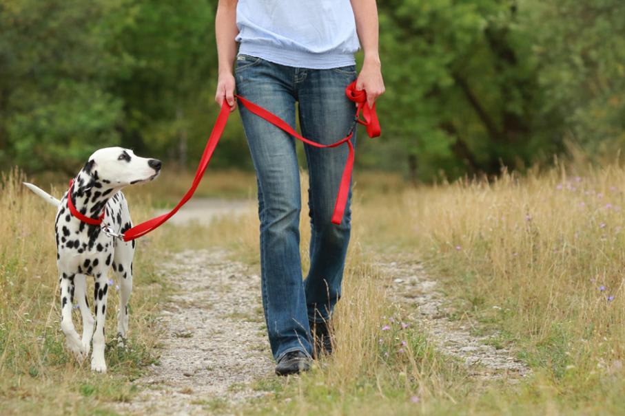 Comment apprendre à son chien à marcher sans laisse ?