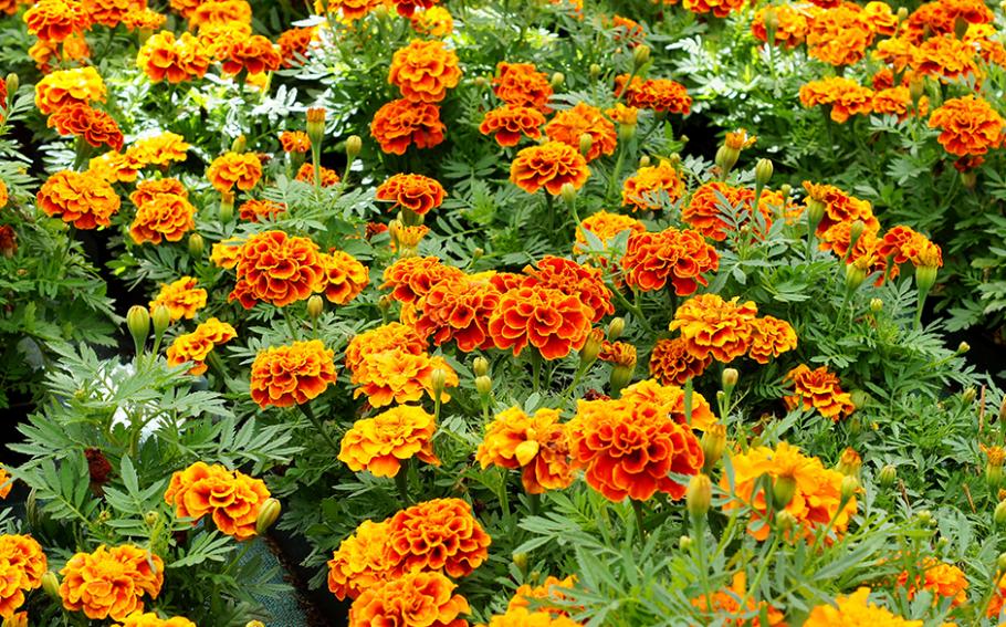 10 fleurs anti-pucerons - Gamm vert