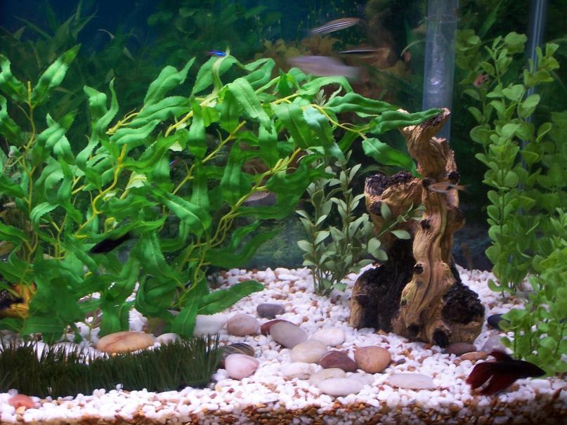 Comment placer vos plantes dans votre aquarium ?