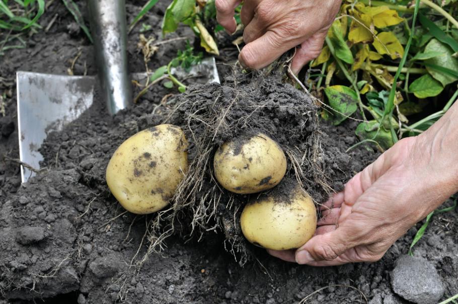 Le panais, une alternative intéressante à la pomme de terre