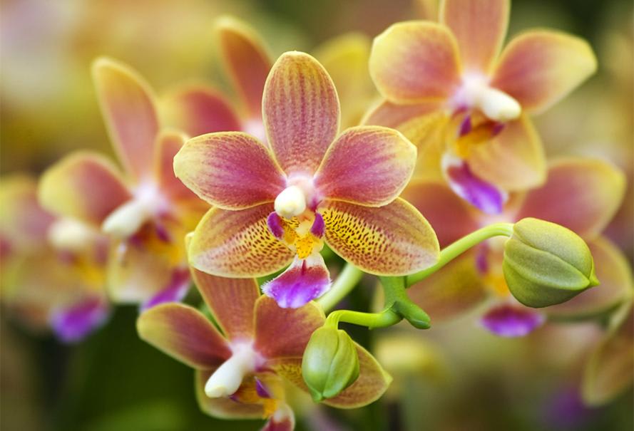 Les fleurs d'intérieur! Pourquoi choisir les orchidées?