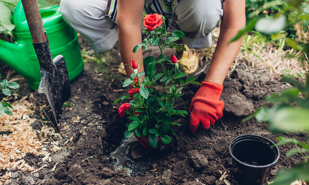 Comment planter les rosiers : les gestes clés pour réussir