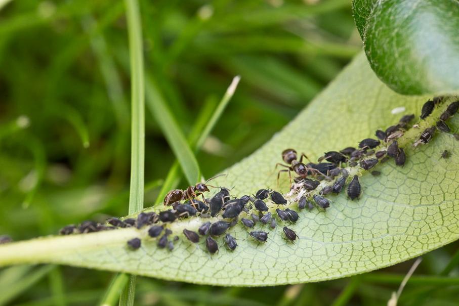 Arrosage Extérieur: contre insectes nuisibles jardin araignée/fourmi
