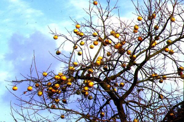 Le Kaki : fruit d'hiver vitaminé ! - Conseils Fruitiers