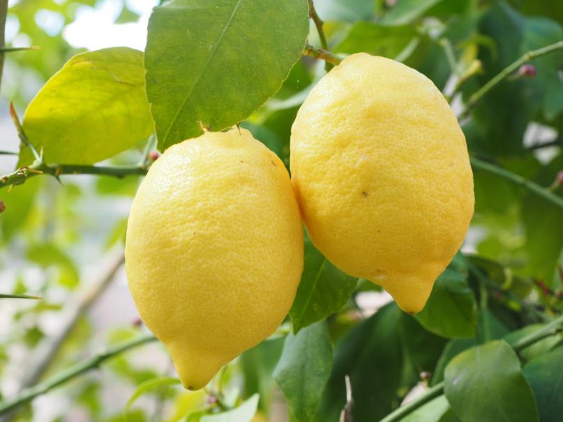 Tout savoir sur le citronnier - Jardinet - Équipez votre jardin au