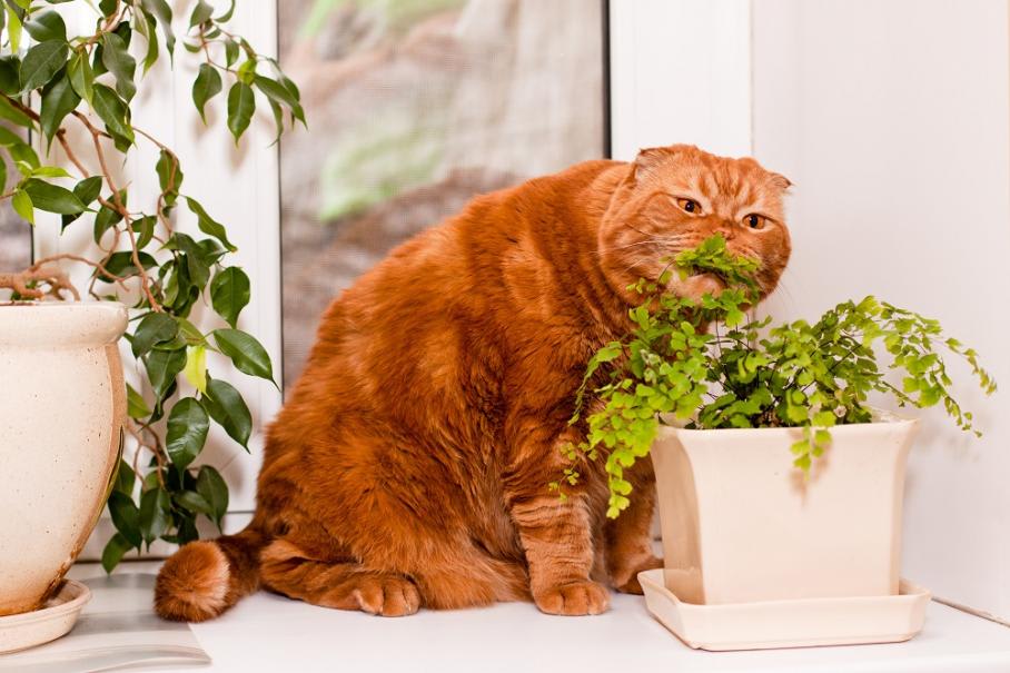 Les 5 plantes adorées de nos amis les chats - Homycat