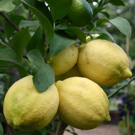 Le citronnier