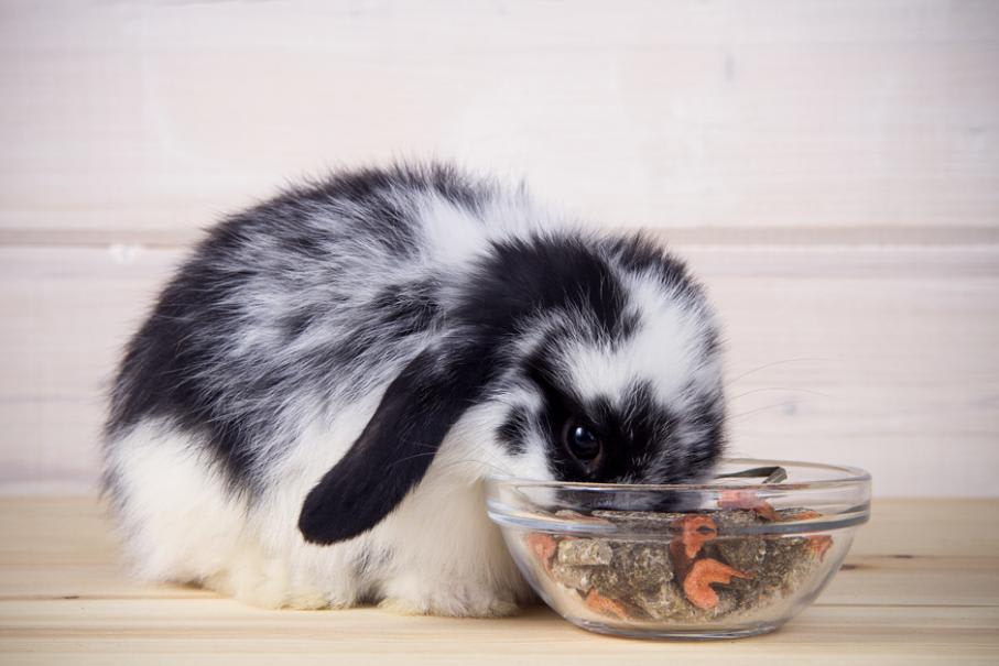 Aliments et produits de soin pour votre lapin