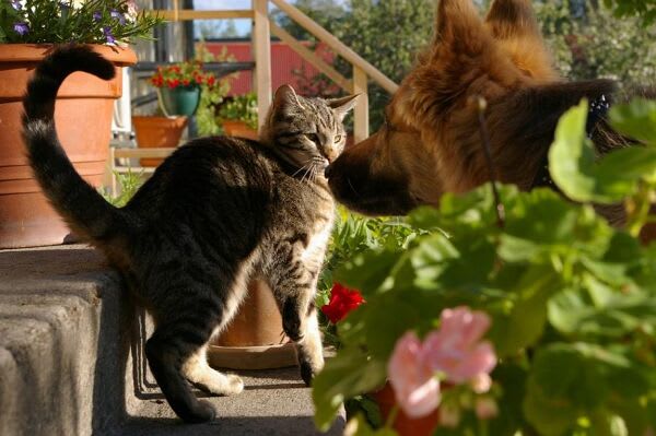 Comment éloigner les chats du jardin ? - Gamm vert