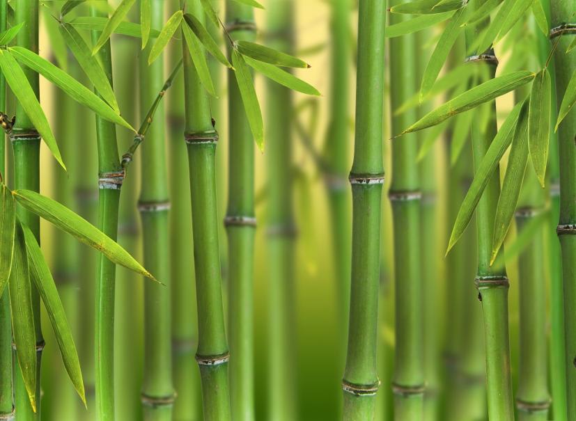 Comment planter des bambous dans son jardin  Plantation bambou, Planter  bambou, Bambou en pot