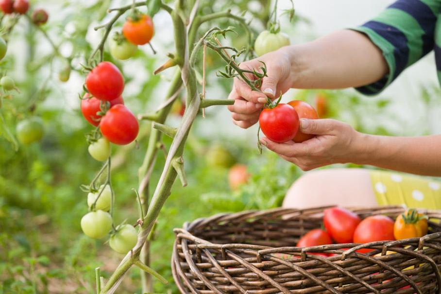 Les tomates – tout sur le beau fruit rouge de l'été
