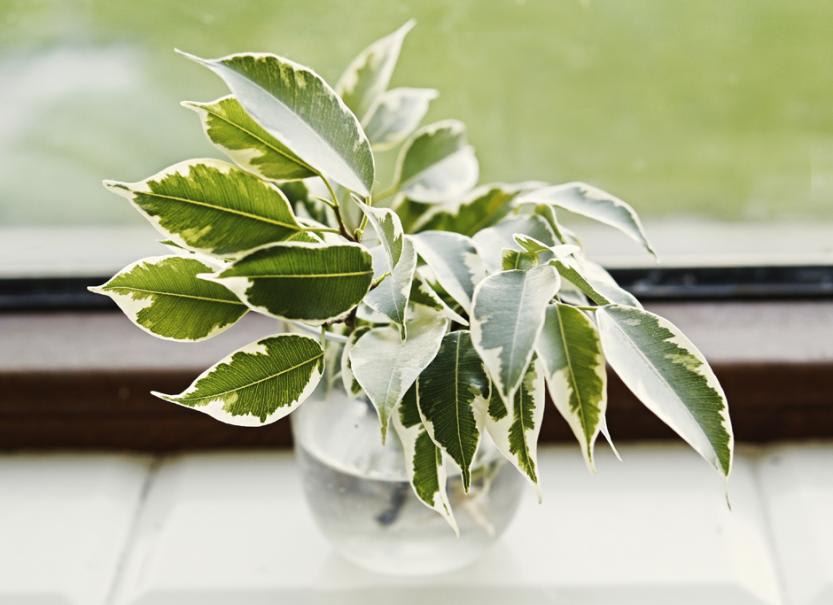 Mélange de terreaux aérien pour vos plantes d'intérieur préférées