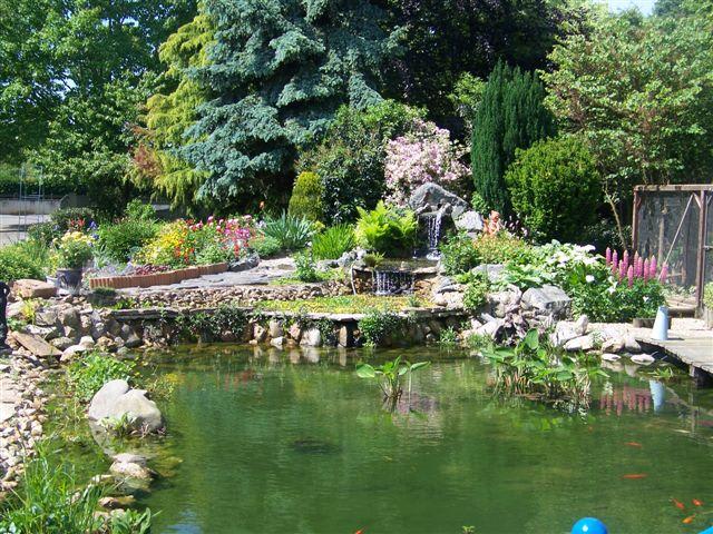 Jardin: la piscine naturelle et l'étang de baignade
