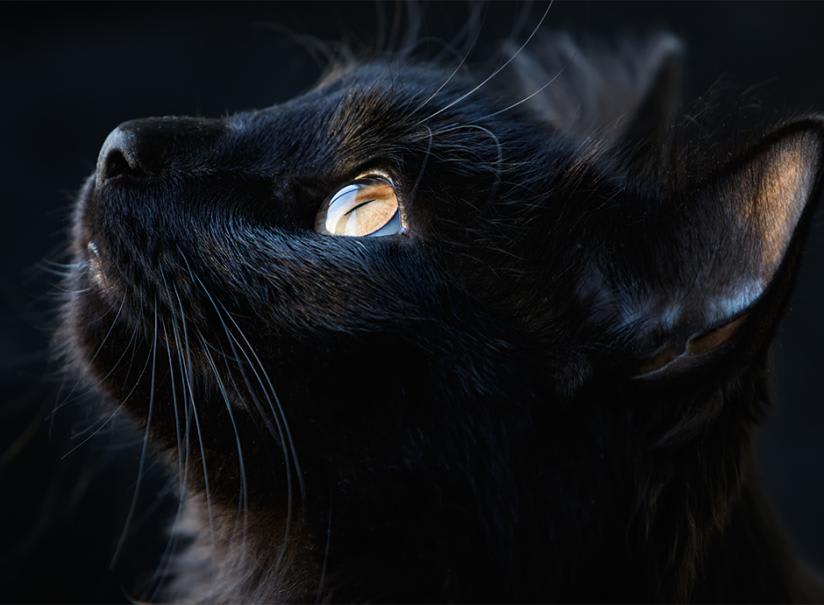 Le mythe du chat noir - Gamm vert