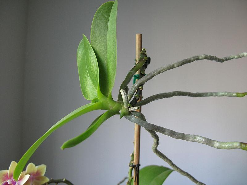 Plantation et entretien des orchidées
