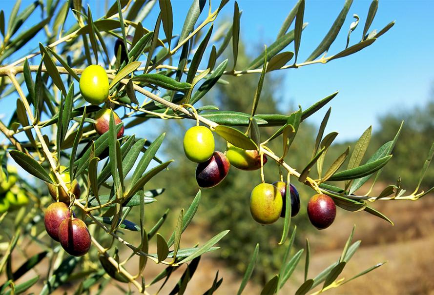 Préparation des olives vertes : Recette de Préparation des olives vertes
