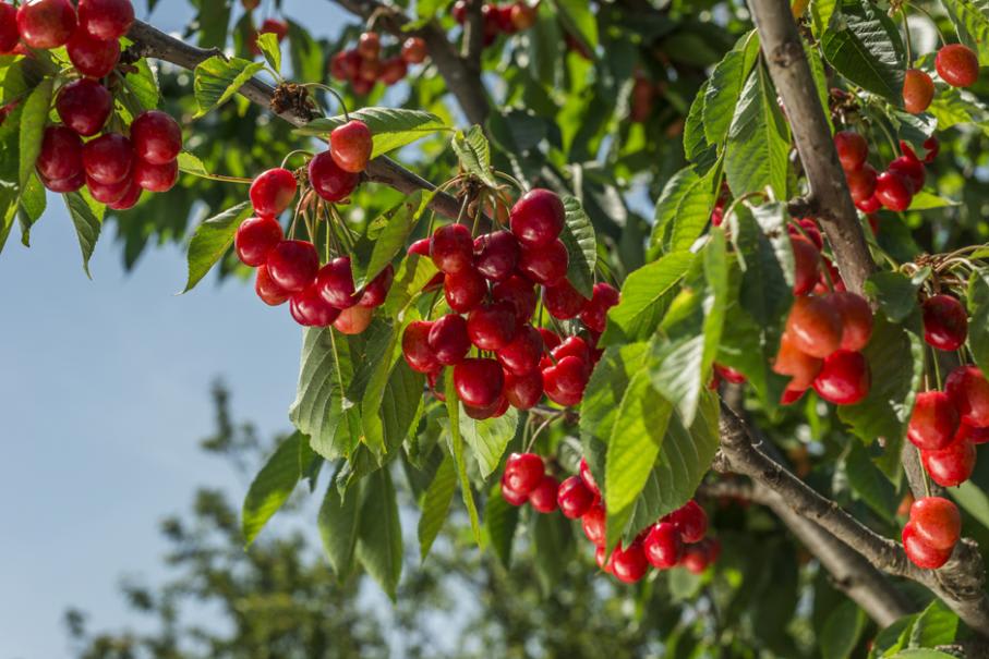 Comment faire pousser un cerisier à partir de noyaux de cerises?🍒 How to  grow a cherry tree? 