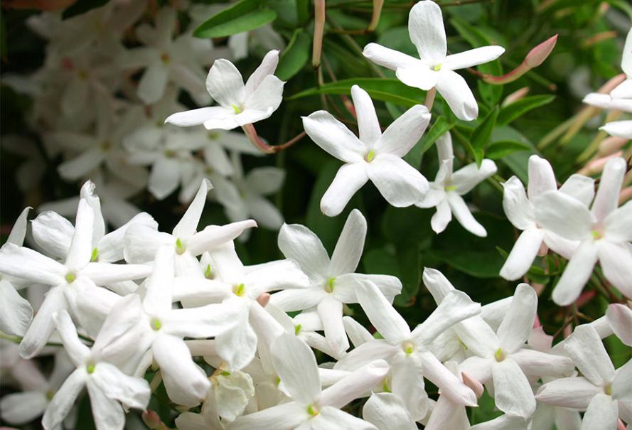 Profitez de la magnifique floraison du jasmin
