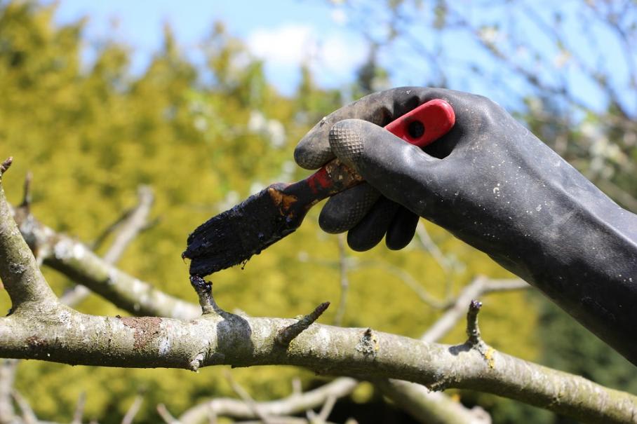 Un mastic naturel pour soigner les plaies de taille des arbres