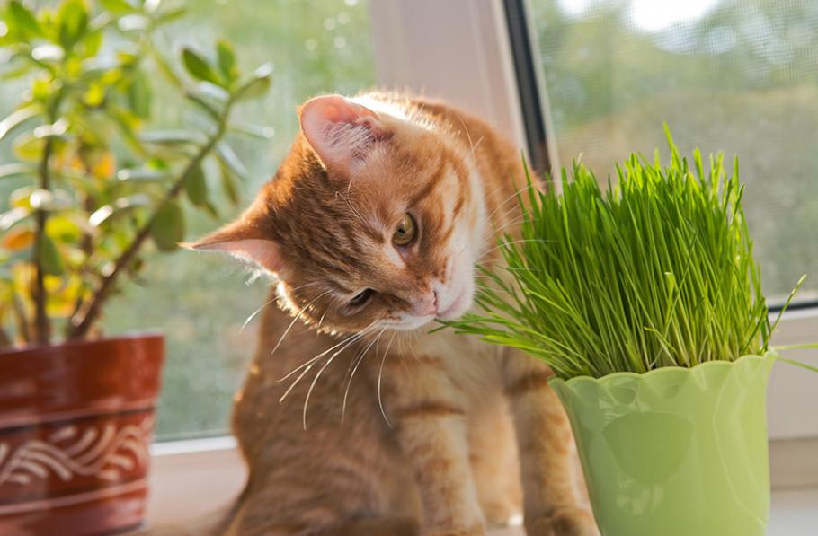 Bac à plantes pour chat + graines d’herbe à chat, boîte d’herbe à c