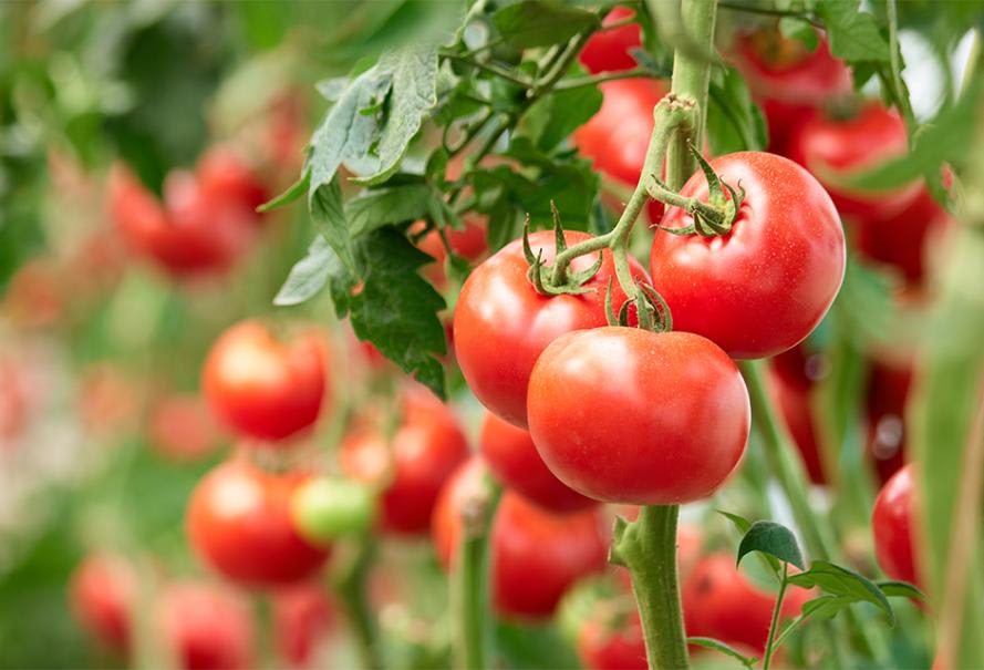 Comment bien faire pousser des tomates ? - Gamm vert