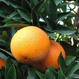 Oranger : plantation, culture, entretien
