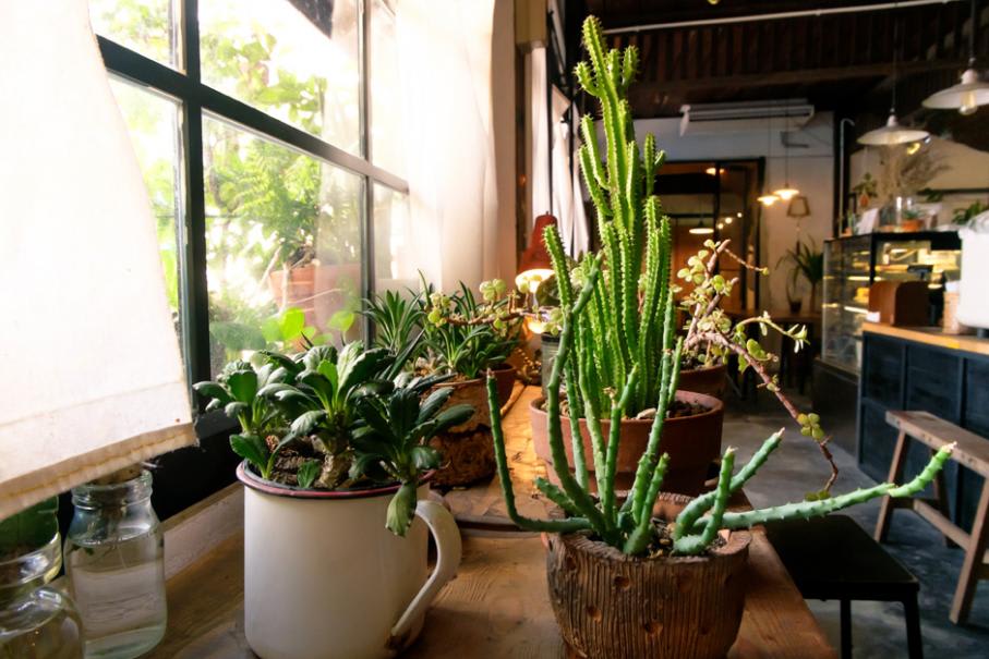 Lampes de culture pour plantes d'intérieur, lumière LED Halo pour petites  plantes, lampe de culture blanche à lumière du soleil réglable en hauteur