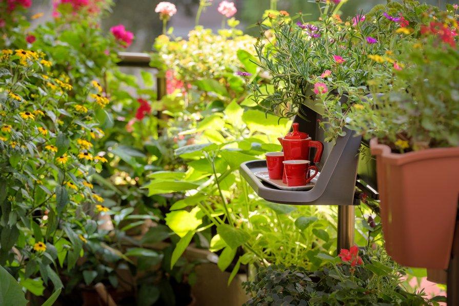 Plantes et fleurs du jardin ou en pot : culture et conseils d'entretien